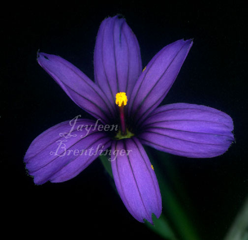 Yelloweyed Purple Iris flower Iris Yellow Purple Grass 