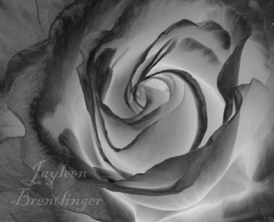 black and white flowers photography. Today#39;s Photo Phun II…