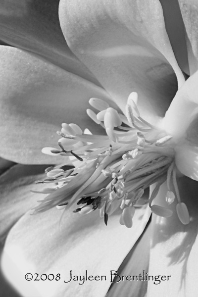 Columbine Flower in Black and White