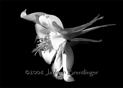 black and white flowers. lack and white flowers