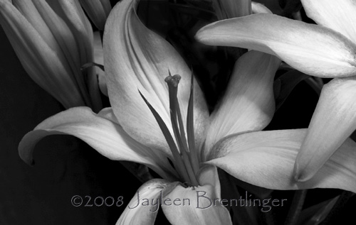 black and white photography flowers. Black and White Art,