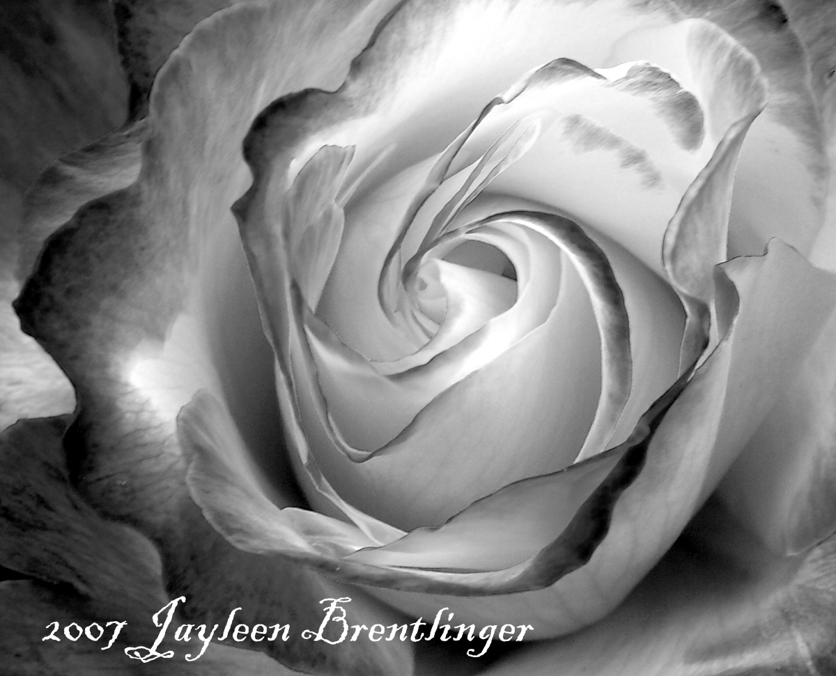 Black And White Rose Painting